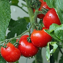 Tomato