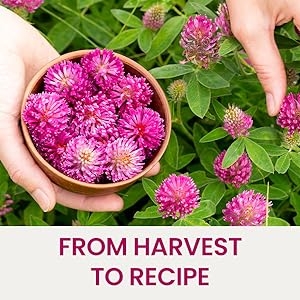 From Harvest To Recipe