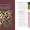 Rosemary Gladstar's Medicinal Herbs: A Beginner's Guide: 33 Healing Herbs to Know, Grow, and Use - Image 5