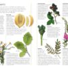 DK Encyclopedia of Herbal Medicine: 550 Herbs Loose Leaves and Remedies for Common Ailments - Image 3
