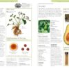 DK Encyclopedia of Herbal Medicine: 550 Herbs Loose Leaves and Remedies for Common Ailments - Image 4