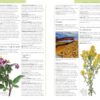 DK Encyclopedia of Herbal Medicine: 550 Herbs Loose Leaves and Remedies for Common Ailments - Image 5